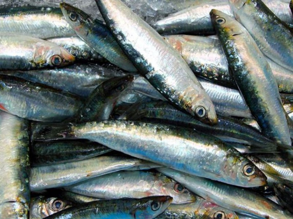 Nos Mercados E Peixarias O Preço Da Sardinha